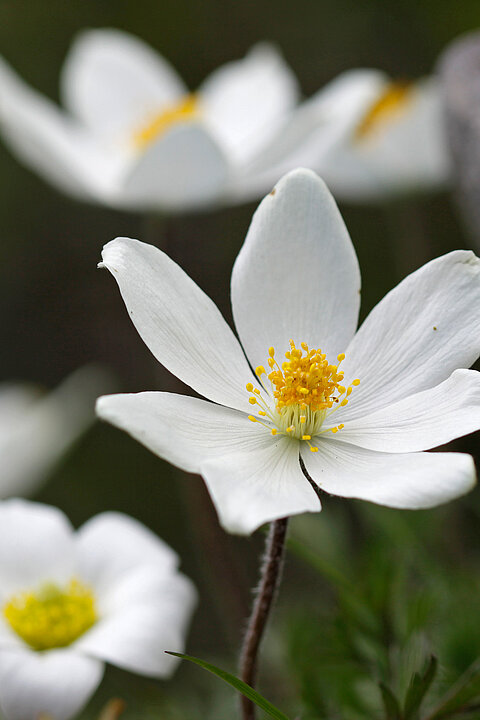 White flowers in Obertauern