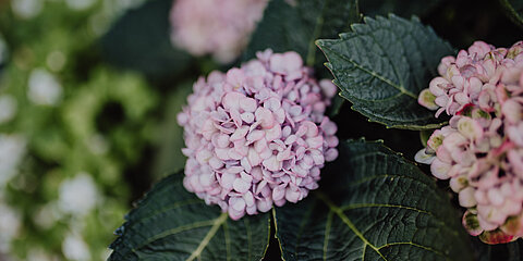Beautiful flowers at the Lürzerhof