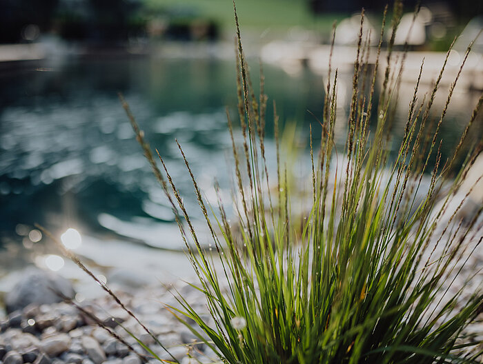 Plants at the natural pool at the Lürzerhof Wellness Hotel in Salzburg