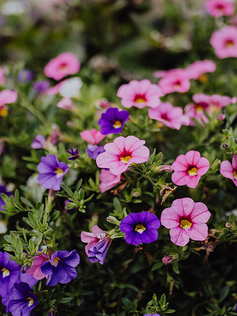Beautiful flowers at the Lürzerhof
