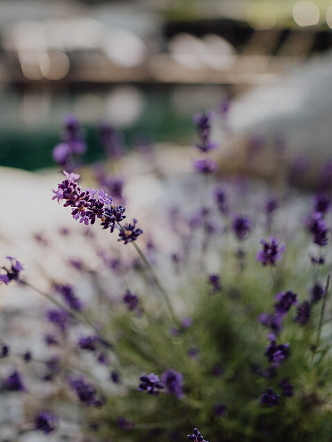 Lavender growing by the mountain lake pool at the Lürzerhof wellness hotel in Salzburg