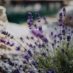 Lavender by the mountain lake pool at the Lürzerhof Wellness Hotel in Salzburg