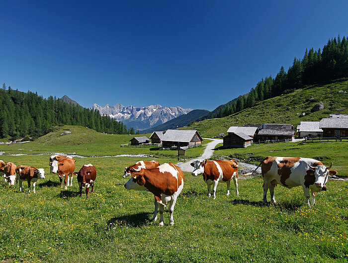 The Ursprungalm in the green countryside of Untertauern